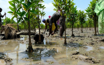 “How Mangrove Restoration is Creating Jobs in Warri South-West”