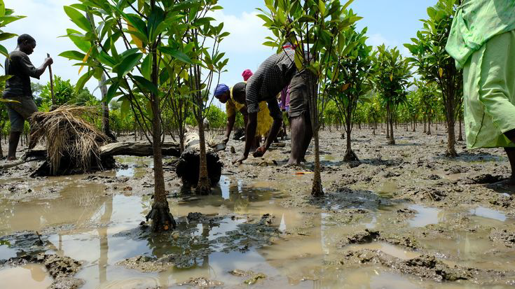 “How Mangrove Restoration is Creating Jobs in Warri South-West”